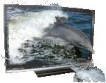 3-D HDTV with a dolphin appearing to jump out of the water and the TV